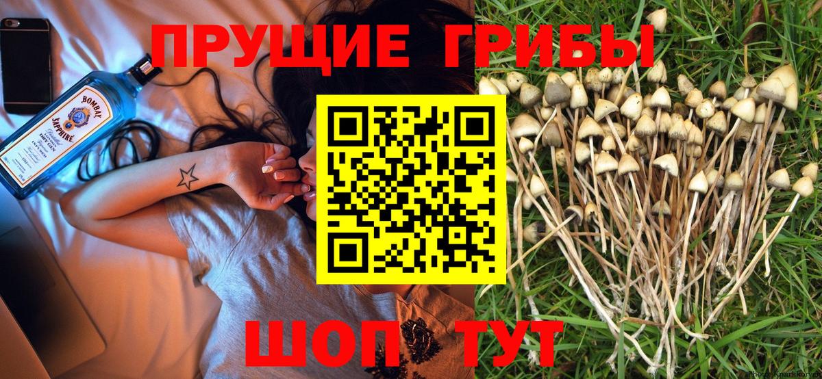 Галлюциногенные грибы Psilocybine cubensis Сафоново